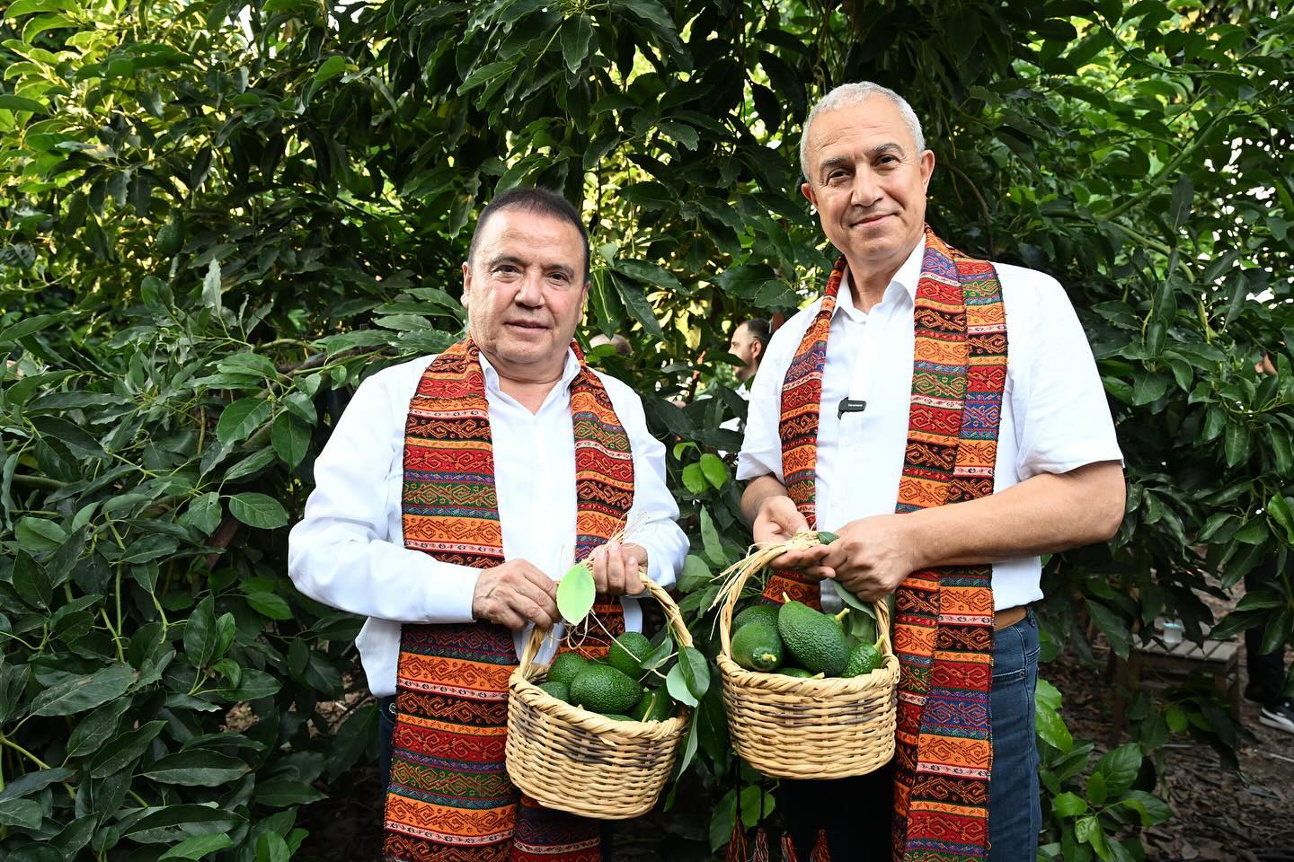 3. Uluslararası Gastronomi Festivali  kapsamında Alanya’da tropikal meyve hasadı