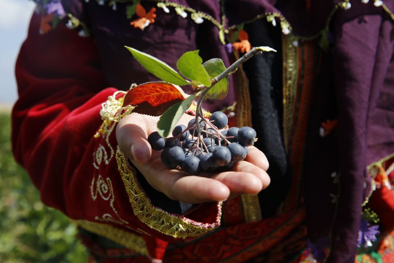 Aronya hasadı başladı! 

Ekonomik değeri yüksek, alternatif üretim modellerini ü