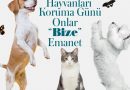 4 Ekim Dünya Hayvanları Koruma Günü kutu olsun. Hayat onlarla güzel….