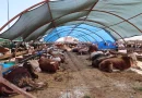 Büyükşehir kurban satış noktalarını ilaçlıyor