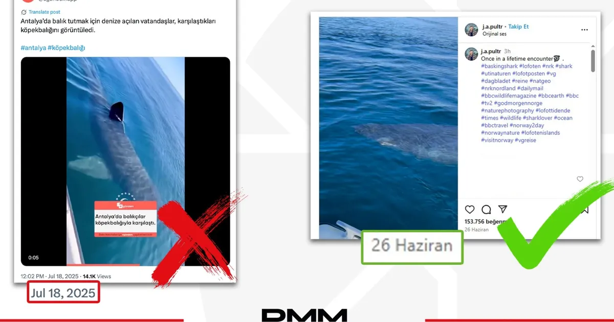 Antalya’da köpekbalığı iddiası dezenformasyon çıktı… DMM: O video Norveç’ten!