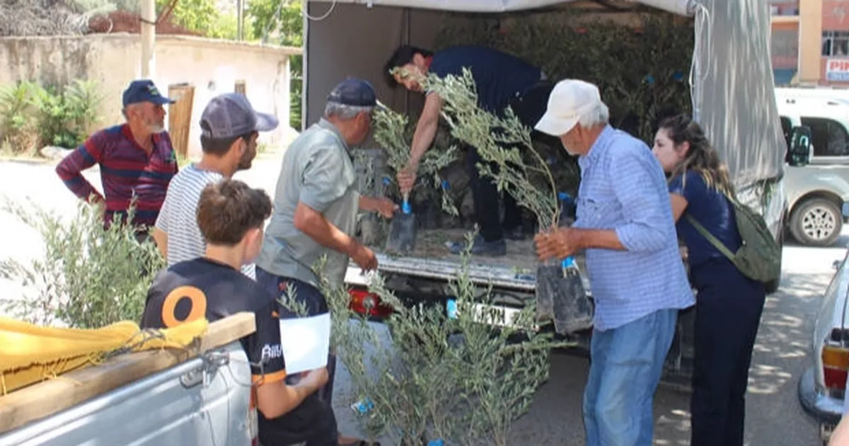 Antalya’nın 19 ilçesine 40 bin zeytin fidanı desteği