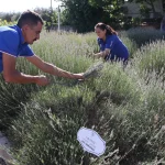 Muğla’da aromatik üretim ekonomiye katkı sağlıyor