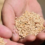 Antalya’da Halk Ekmek için buğday hasadı başladı