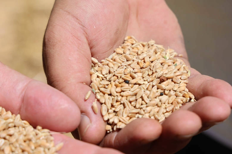 Antalya’da Halk Ekmek için buğday hasadı başladı