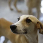 Antalya’da petshoplara sertifikalı eğitim semineri