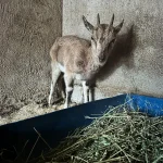 Finike’deki bitkin keçi Kumluca’da tedavi altına alındı