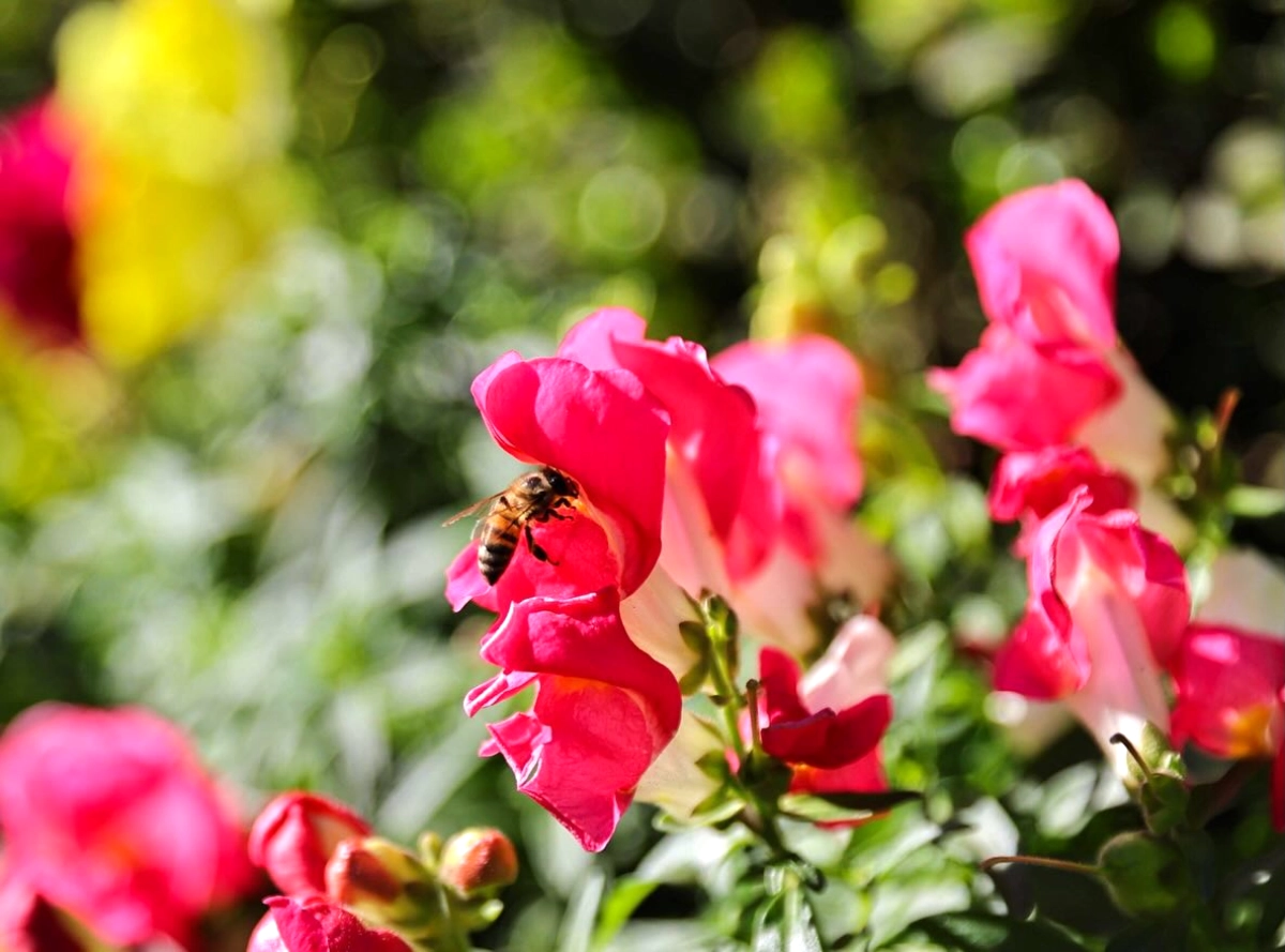 Antalyada Bahar Hazırlığı: 4 Milyon Çiçekle Şehir Güzelleşiyor