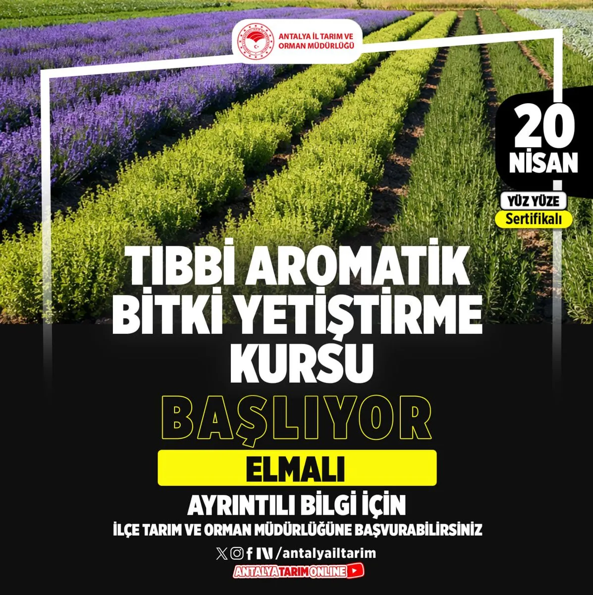 Antalya Elmalı’da Tıbbi Aromatik Bitki Yetiştirme Kursu 20 Nisan’da Başlıyor