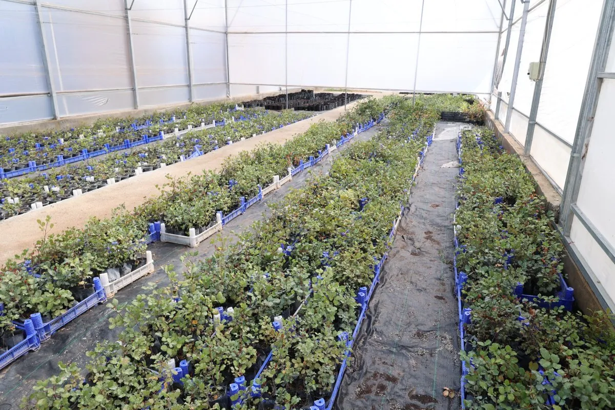 Antalya’da 5 Bin Aşılı Keçiboynuzu Fidanı Üreticilere Ücretsiz Dağıtılıyor