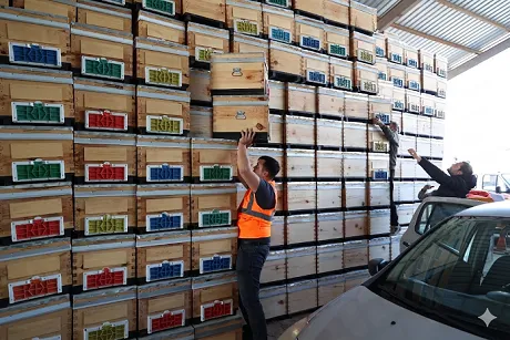 Antalya’da Arıcılar İçin Dev Destek: 1200 Polen Tuzaklı Kovan Dağıtıldı