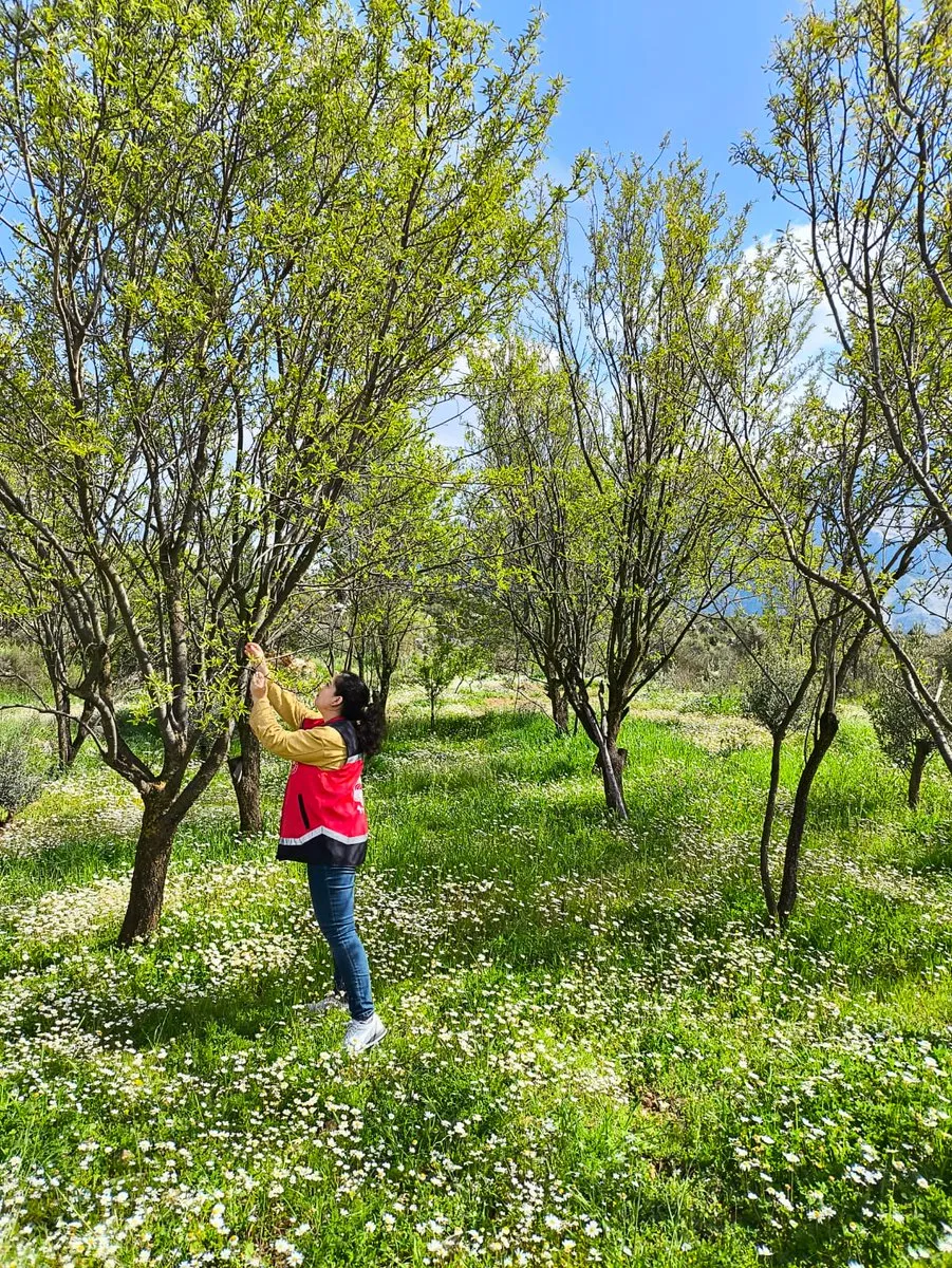 Antalya’da Badem ve Kiraz Bahçelerinde Hastalık Sürveyi Yapıldı