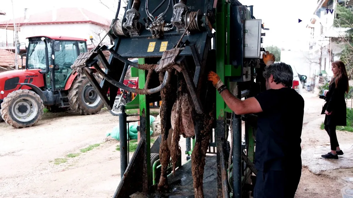 Antalya’da Hayvancılığa Destek: Büyükşehir Ücretsiz Tırnak Bakımı Getirdi