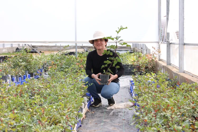 Antalya’da Keçiboynuzu Üreticilerine 5 Bin Fidan Desteği