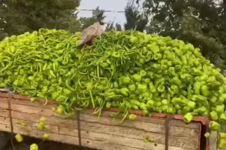 Bakanlık Sosyal Medyadaki Biber Görüntüleri İçin Harekete Geçti: 8 Aylık Görüntüler Neden Yeniden Paylaşılıyor?