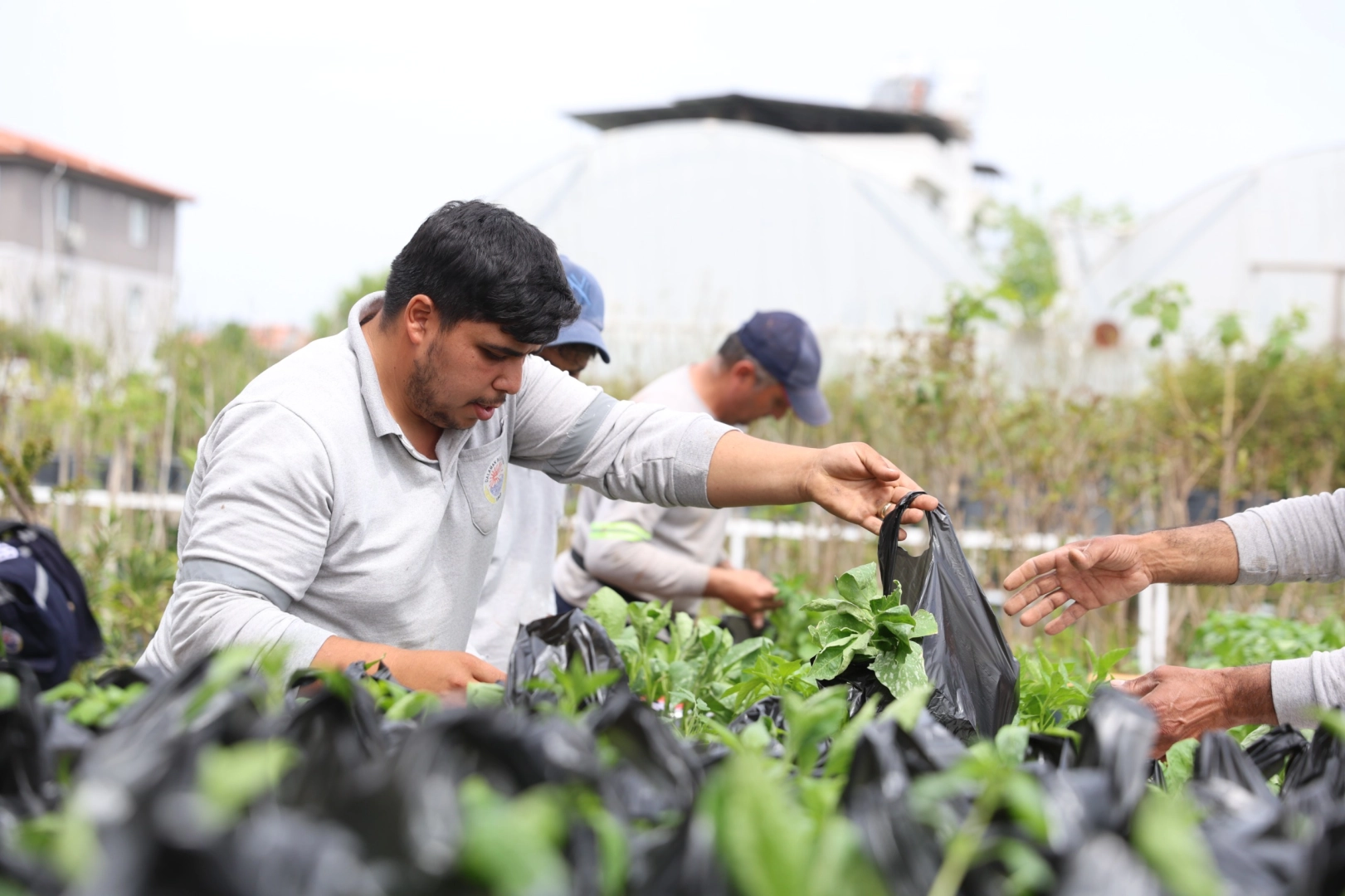 Dalaman’da Çiftçilere 20 Bin Sebze Fidesi Ücretsiz Dağıtıldı