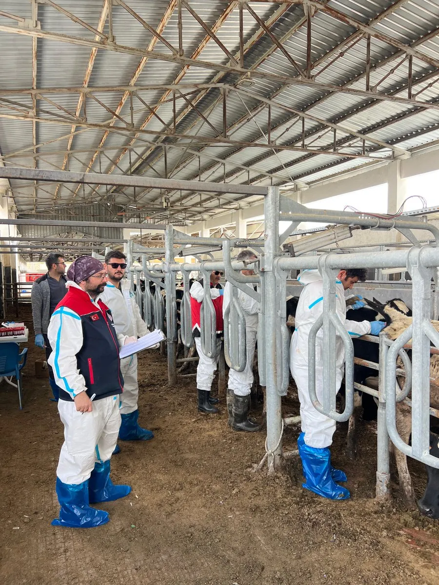 Damızlık Hayvanlardan Kan Numunesi: Korkuteli’de Hastalıktan Ari Statü İçin Test