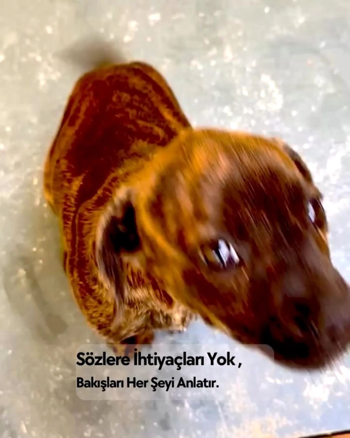 Kemer’de Dünya Sokak Hayvanları Günü: Barınaktaki Canlar Yeni Yuvalarına Kavuşuyor