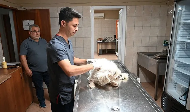 Kemer’de Can Dostları İçin Yoğun Mesai: Mayıs Ayı Verileri Açıklandı