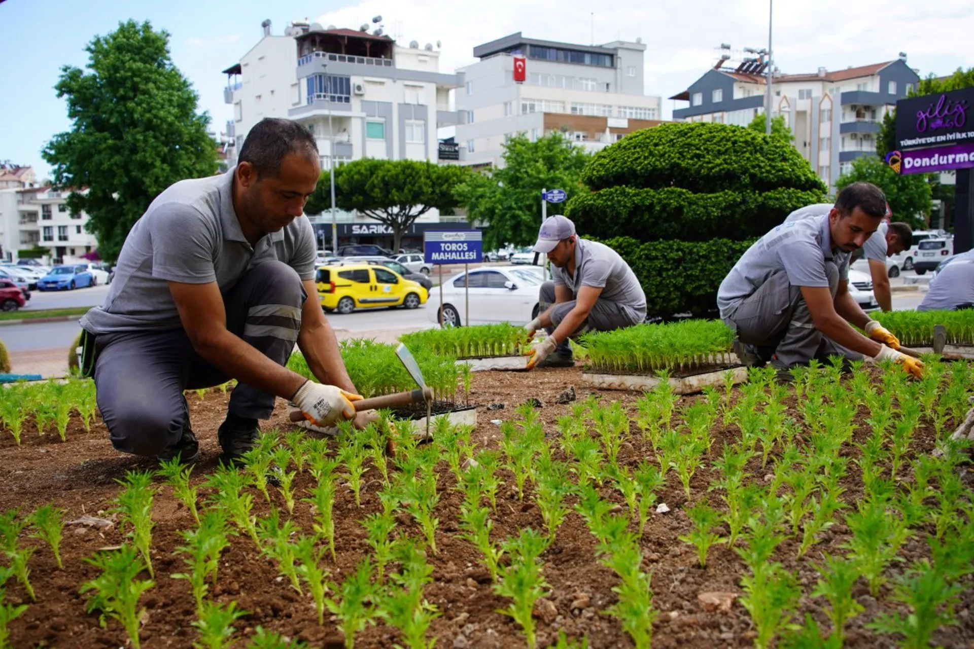 Konyaaltı Belediyesi Kendi Ürettiği Çiçeklerle İlçeyi Güzelleştiriyor