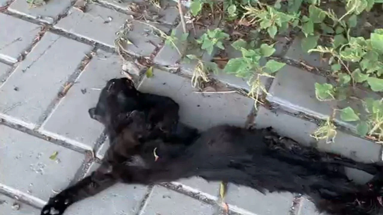 Alanya Mahmutlar’da Kedi Katliamı Şüphesi: Jandarma İnceleme Başlattı