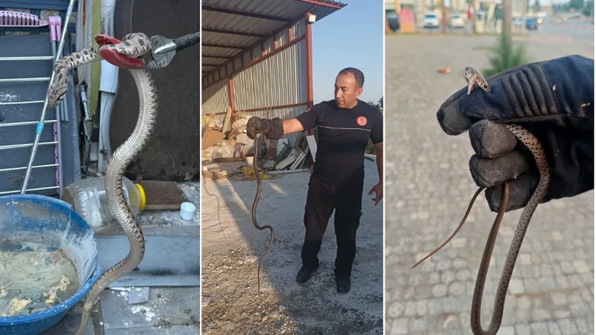 Antalya’da Yılan Alarmı: Evlere Girmemeleri İçin Kritik Önlemler