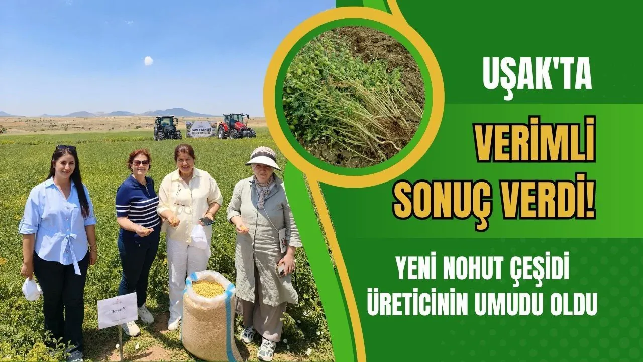 Uşak’ta Yeni Nohut Çeşidi Borsa-20 Denemelerde Başarılı Sonuç Verdi
