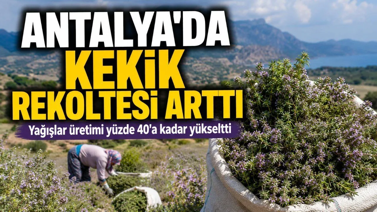 Antalya’da Yağışlar Kekik Rekoltesini %40 Artırdı